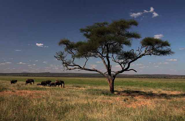Serengeti Landscape